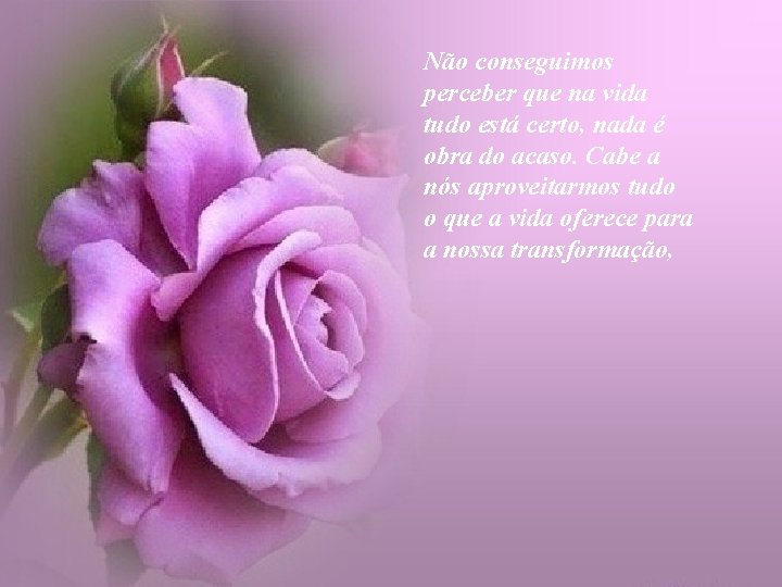 Não conseguimos perceber que na vida tudo está certo, nada é obra do acaso.