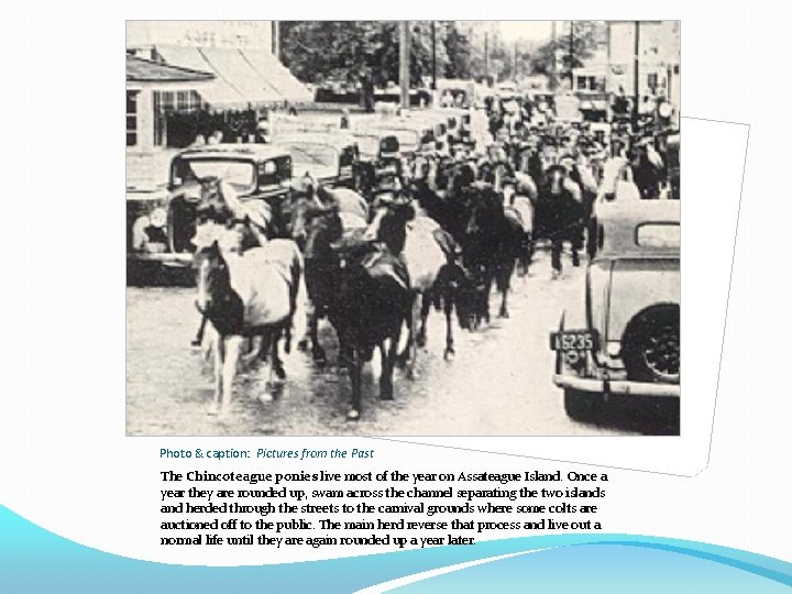 Photo & caption: Pictures from the Past The Chincoteague ponies live most of the