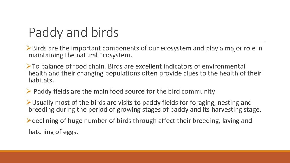 Paddy and birds ØBirds are the important components of our ecosystem and play a