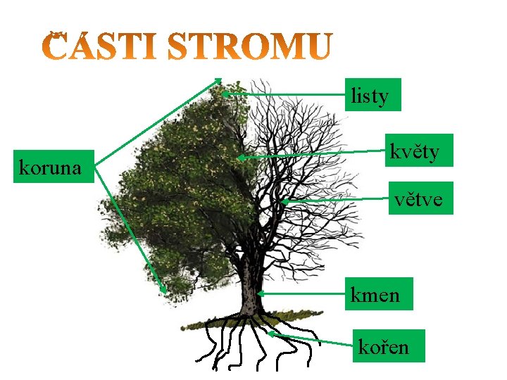 listy koruna květy větve kmen kořen 