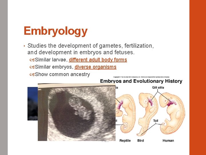Embryology • Studies the development of gametes, fertilization, and development in embryos and fetuses.