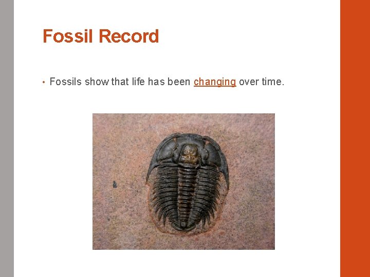 Fossil Record • Fossils show that life has been changing over time. 