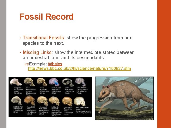 Fossil Record • Transitional Fossils: show the progression from one species to the next.