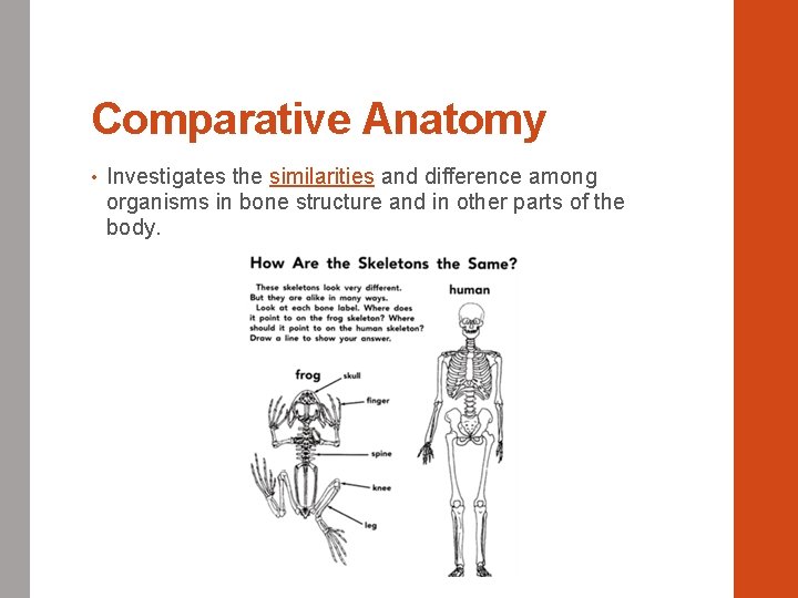 Comparative Anatomy • Investigates the similarities and difference among organisms in bone structure and