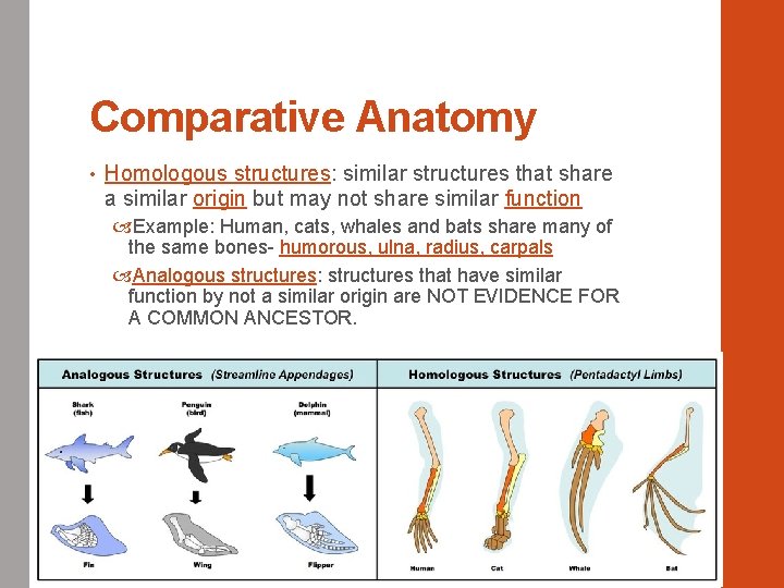 Comparative Anatomy • Homologous structures: similar structures that share a similar origin but may