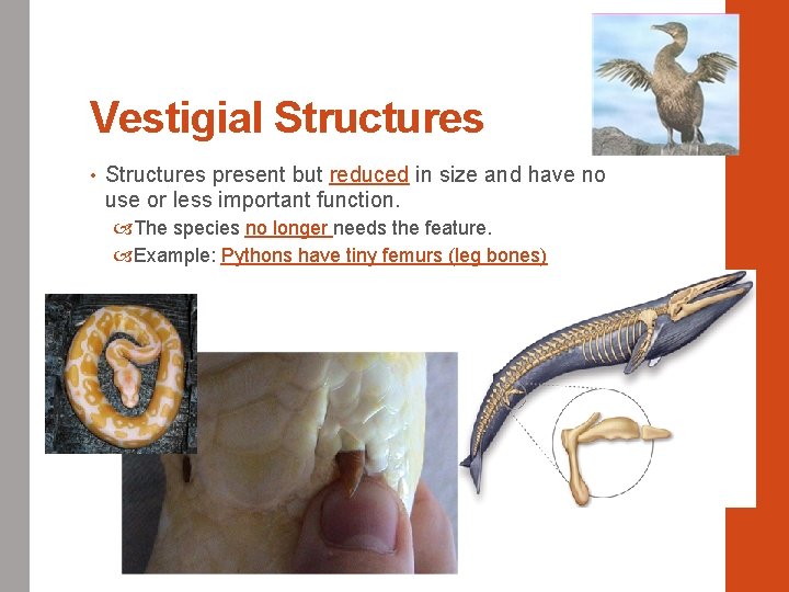 Vestigial Structures • Structures present but reduced in size and have no use or