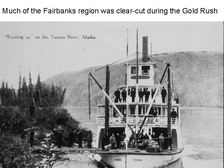 Much of the Fairbanks region was clear-cut during the Gold Rush 12/2/2022 Landscape Ecology