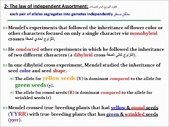 2 - The law of Independent Assortment: ﻗﺎﻧﻮﻥ ﺍﻟﺘﻮﺯﻳﻊ ﺍﻟﺤﺮ ﻟﻠـﭽـﻴﻨﺎﺕ each pair of