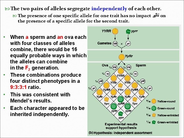  The two pairs of alleles segregate independently of each other. The presence of