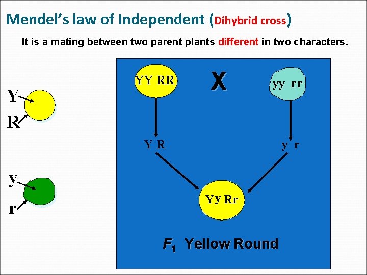 Mendel’s law of Independent (Dihybrid cross) It is a mating between two parent plants