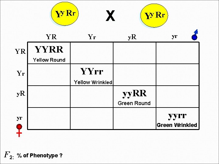 X Yy Rr YR YR Yr Yy Rr y. R yr YYRR Yellow Round