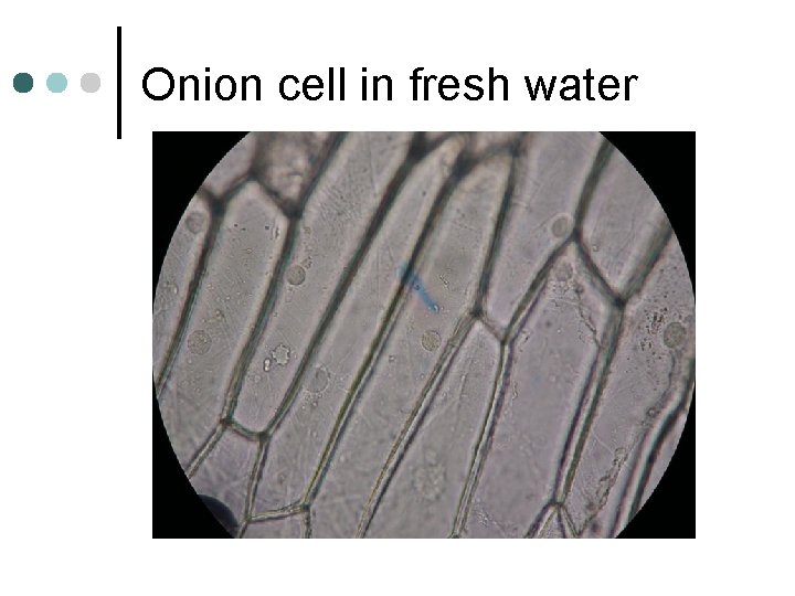 Onion cell in fresh water 