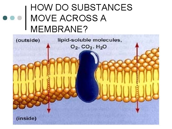 HOW DO SUBSTANCES MOVE ACROSS A MEMBRANE? 