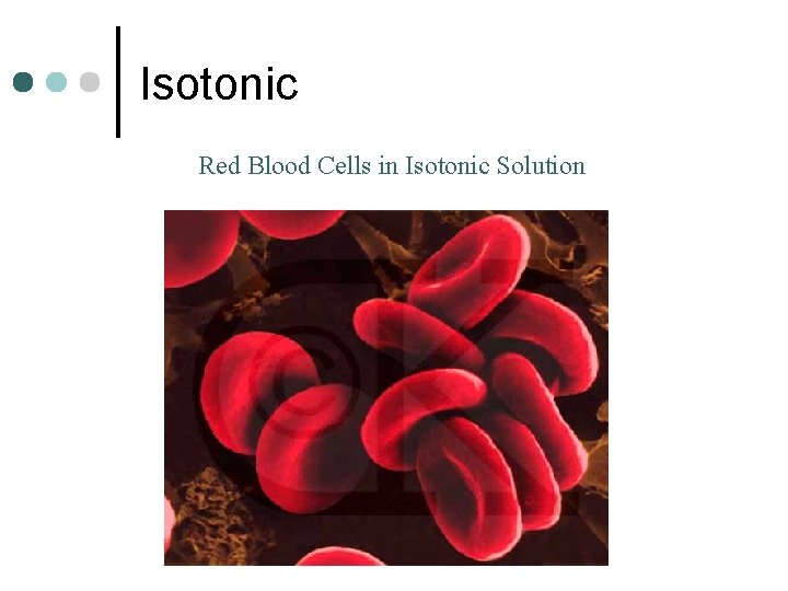 Isotonic Red Blood Cells in Isotonic Solution 