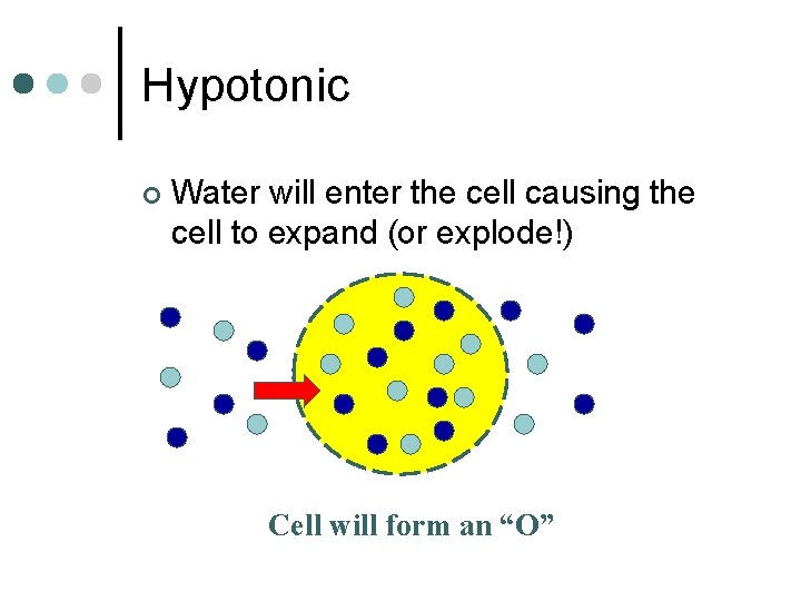 Hypotonic ¢ Water will enter the cell causing the cell to expand (or explode!)