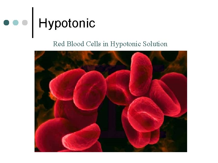 Hypotonic Red Blood Cells in Hypotonic Solution 