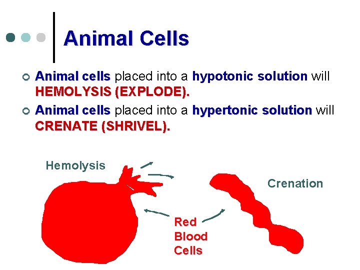 Animal Cells ¢ ¢ Animal cells placed into a hypotonic solution will HEMOLYSIS (EXPLODE).