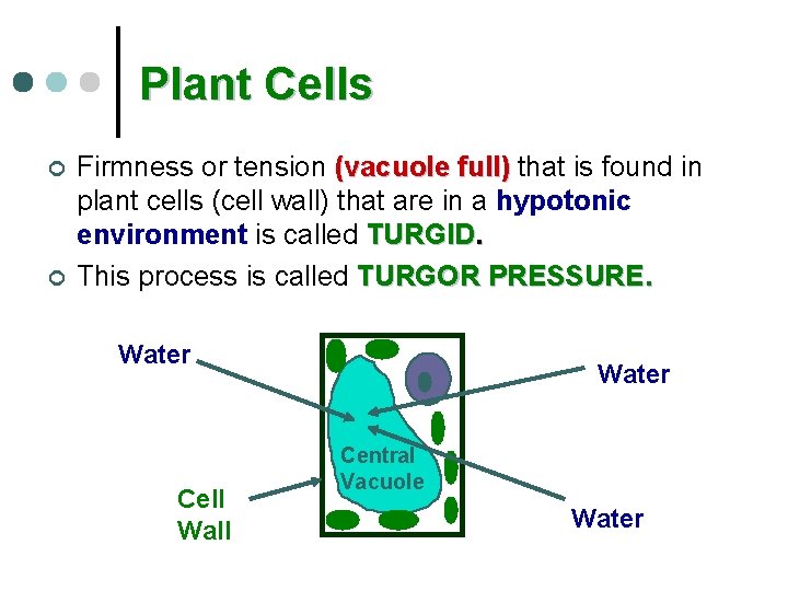 Plant Cells ¢ ¢ Firmness or tension (vacuole full) that is found in plant