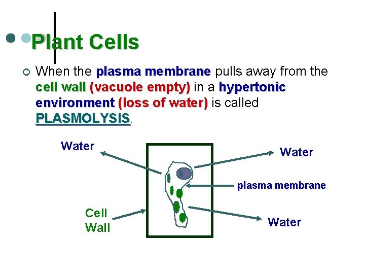 Plant Cells ¢ When the plasma membrane pulls away from the cell wall (vacuole