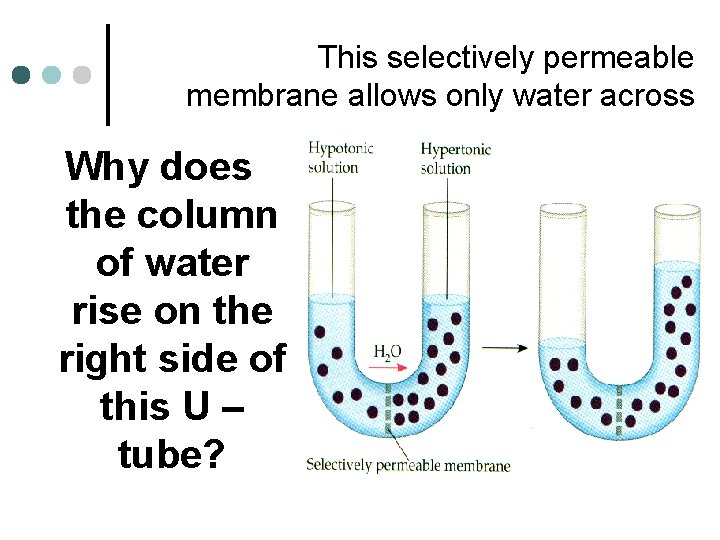 This selectively permeable membrane allows only water across Why does the column of water