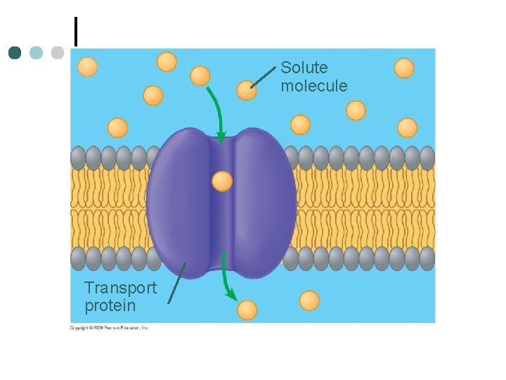 Solute molecule Transport protein 