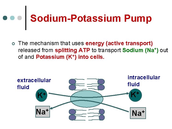Sodium-Potassium Pump ¢ The mechanism that uses energy (active transport) released from splitting ATP