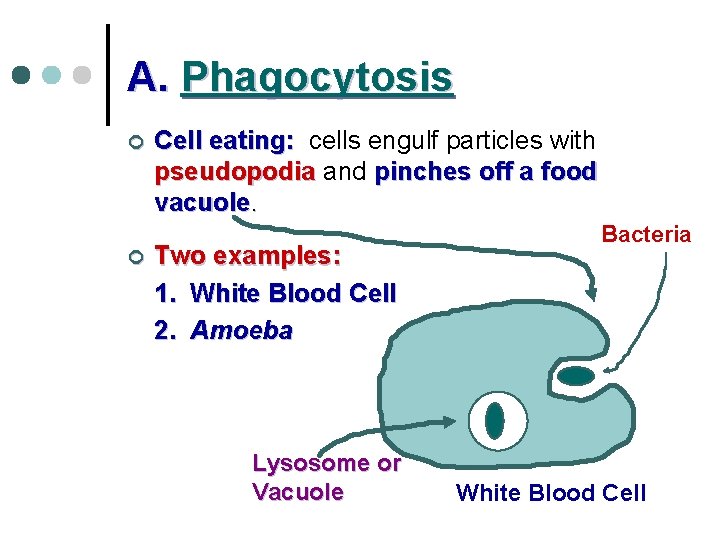 A. Phagocytosis ¢ ¢ Cell eating: cells engulf particles with pseudopodia and pinches off