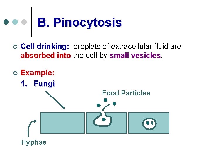 B. Pinocytosis ¢ Cell drinking: droplets of extracellular fluid are absorbed into the cell