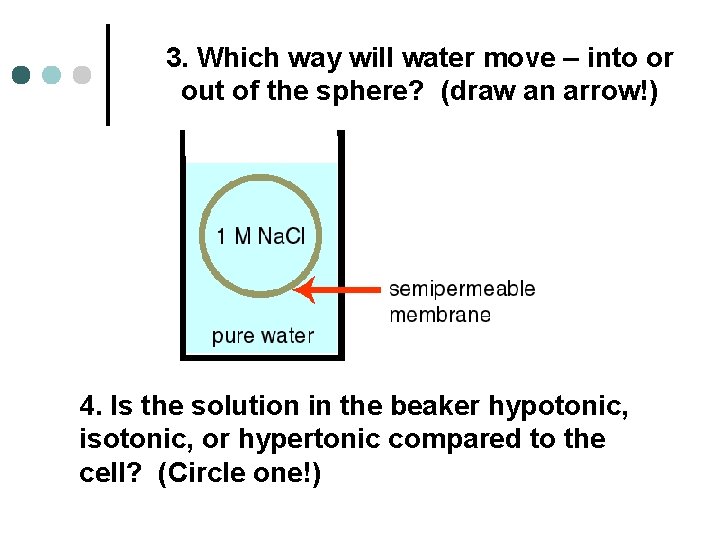 3. Which way will water move – into or out of the sphere? (draw