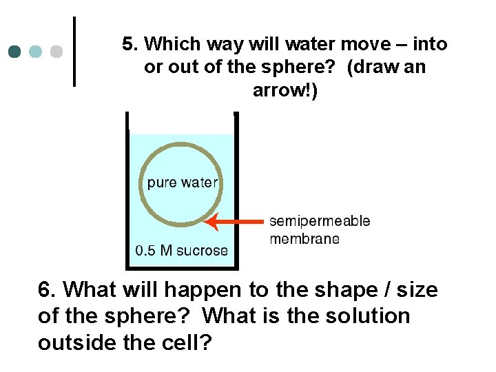 5. Which way will water move – into or out of the sphere? (draw