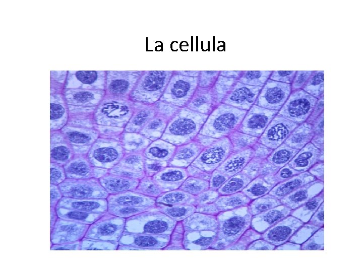 La cellula 