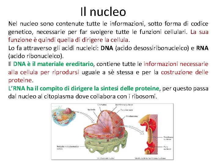 Il nucleo Nel nucleo sono contenute tutte le informazioni, sotto forma di codice genetico,