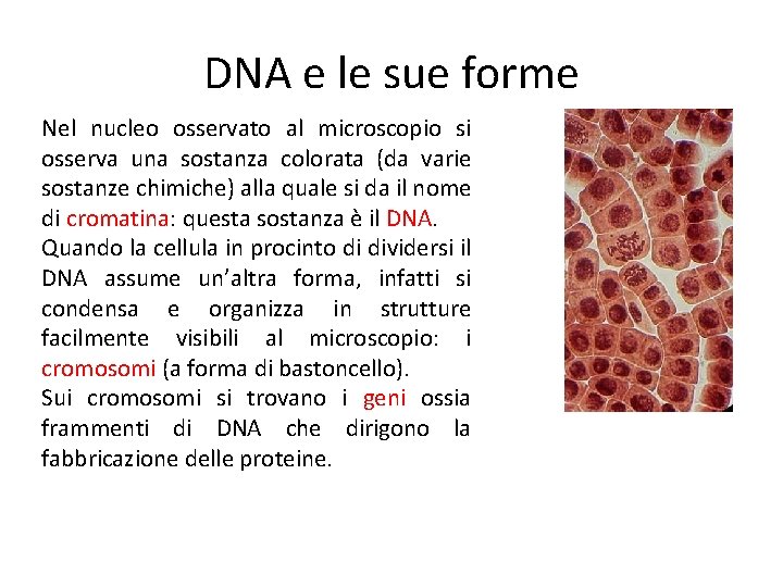 DNA e le sue forme Nel nucleo osservato al microscopio si osserva una sostanza
