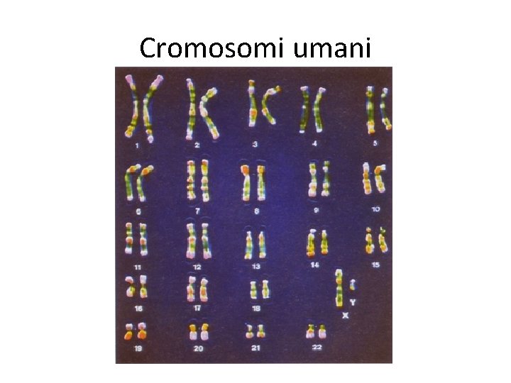 Cromosomi umani 