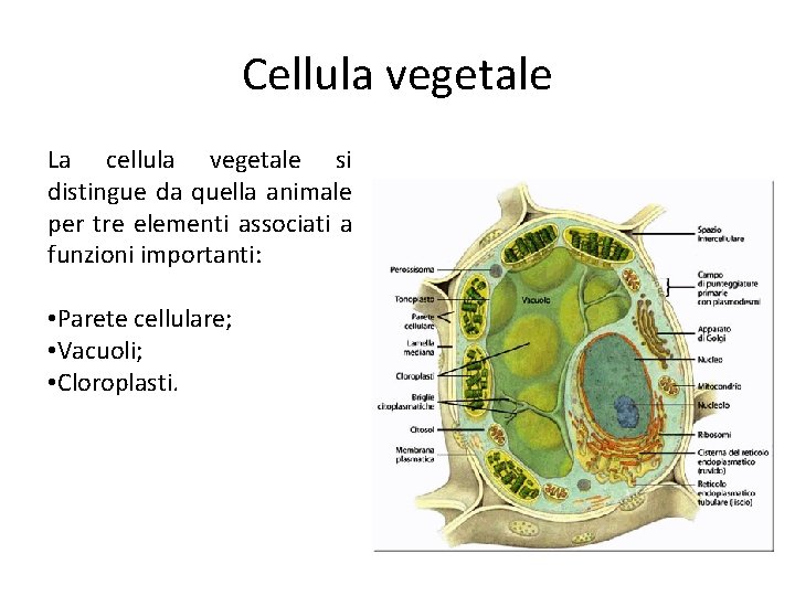 Cellula vegetale La cellula vegetale si distingue da quella animale per tre elementi associati