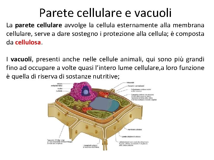 Parete cellulare e vacuoli La parete cellulare avvolge la cellula esternamente alla membrana cellulare,