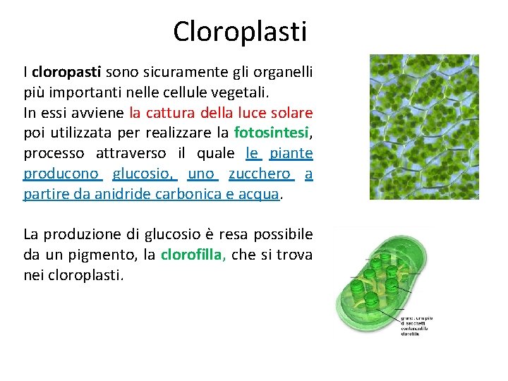 Cloroplasti I cloropasti sono sicuramente gli organelli più importanti nelle cellule vegetali. In essi