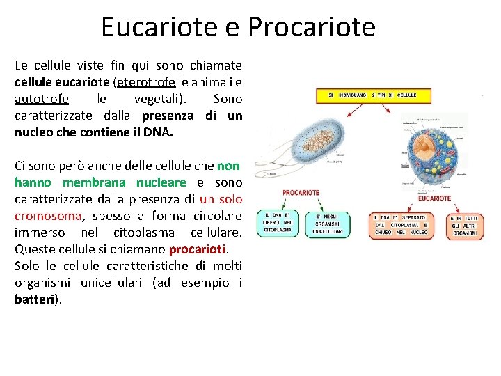 Eucariote e Procariote Le cellule viste fin qui sono chiamate cellule eucariote (eterotrofe le