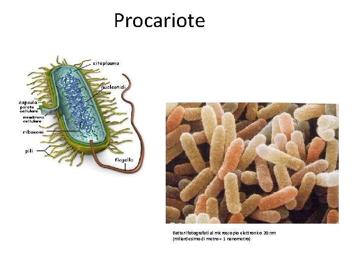 Procariote Batteri fotografati al microscopio elettronico 20 nm (miliardesimo di metro = 1 nanometro)