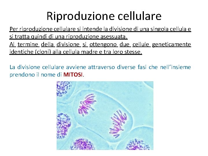 Riproduzione cellulare Per riproduzione cellulare si intende la divisione di una singola cellula e