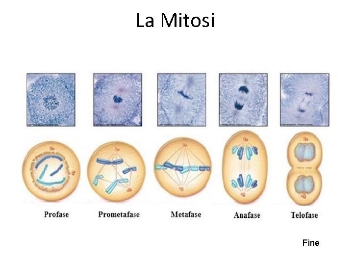 La Mitosi Fine 