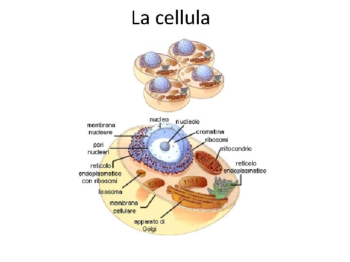 La cellula 