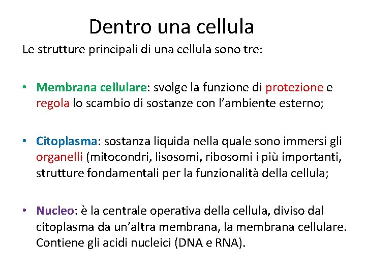 Dentro una cellula Le strutture principali di una cellula sono tre: • Membrana cellulare: