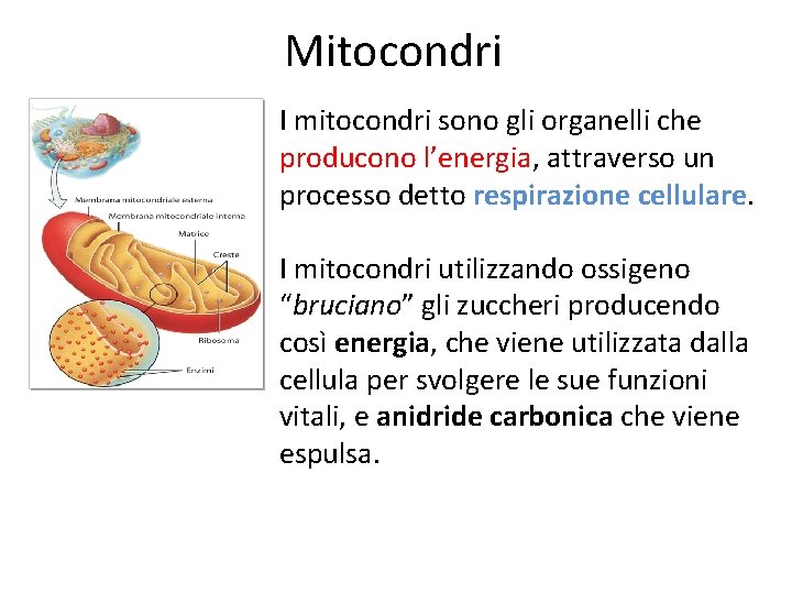 Mitocondri I mitocondri sono gli organelli che producono l’energia, attraverso un processo detto respirazione