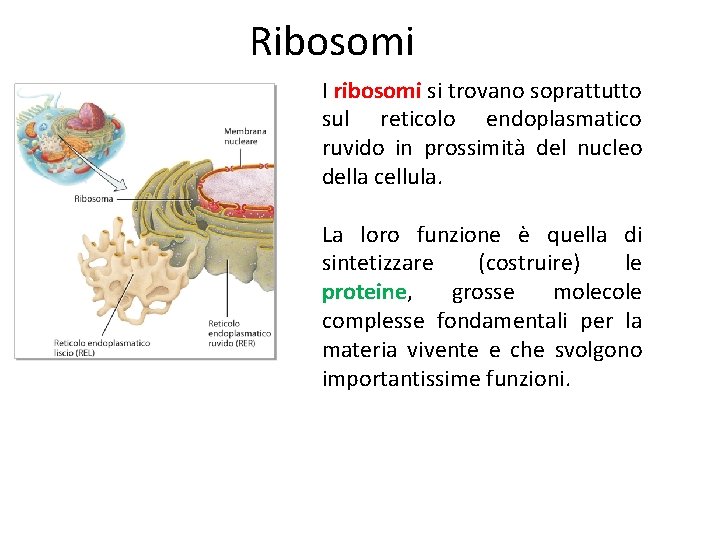 Ribosomi I ribosomi si trovano soprattutto sul reticolo endoplasmatico ruvido in prossimità del nucleo