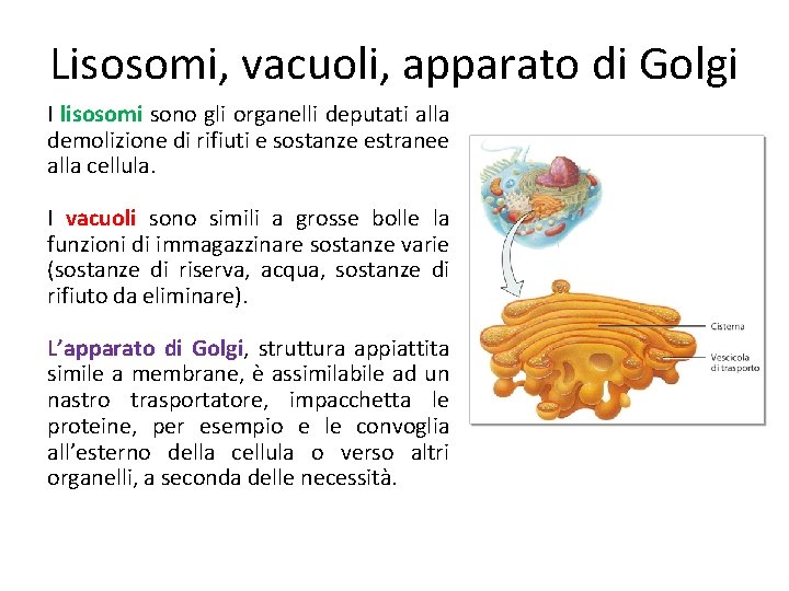 Lisosomi, vacuoli, apparato di Golgi I lisosomi sono gli organelli deputati alla demolizione di