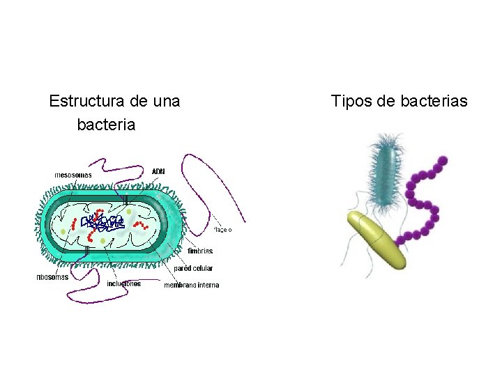 Estructura de una bacteria Tipos de bacterias 