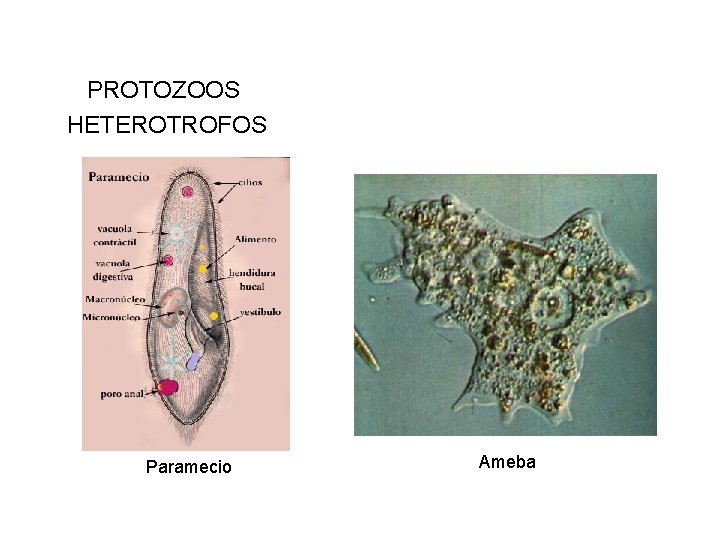 PROTOZOOS HETEROTROFOS Paramecio Ameba 