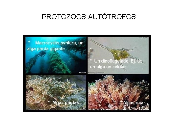 PROTOZOOS AUTÓTROFOS 