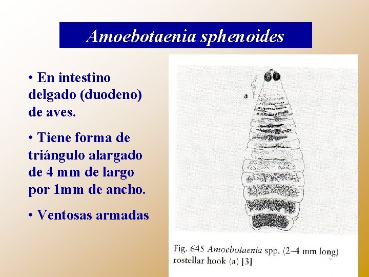 Amoebotaenia sphenoides • En intestino delgado (duodeno) de aves. • Tiene forma de triángulo
